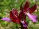 ISTRIEN > Orchideenblüte